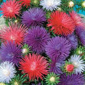 Aster