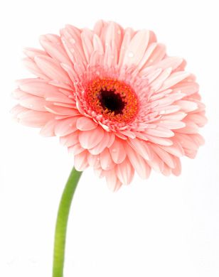 Gerbera