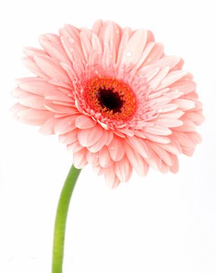 Gerbera