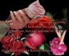 dsc_sevgili05.jpg 
width="100" height="81" 
Dateigrsse: 93449 Byte 